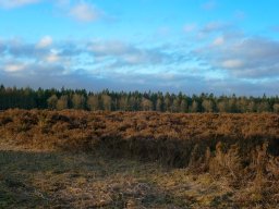 IMGP3830_Morgenstemning